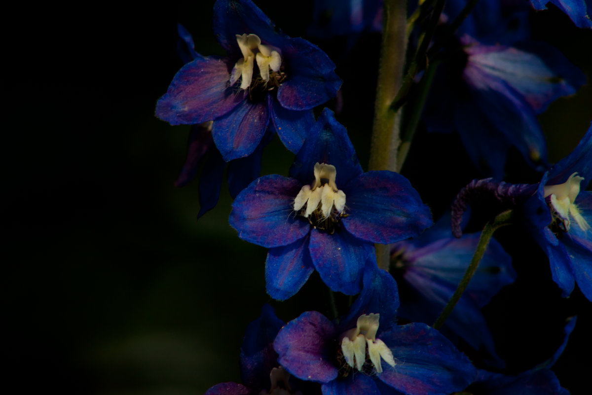 Delphinium elatum/живкость высокая - Григорий Кинёв