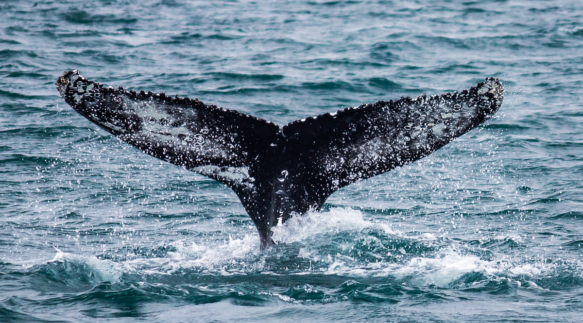 Наблюдение за китами на севере Исландии. - Вячеслав Ковригин