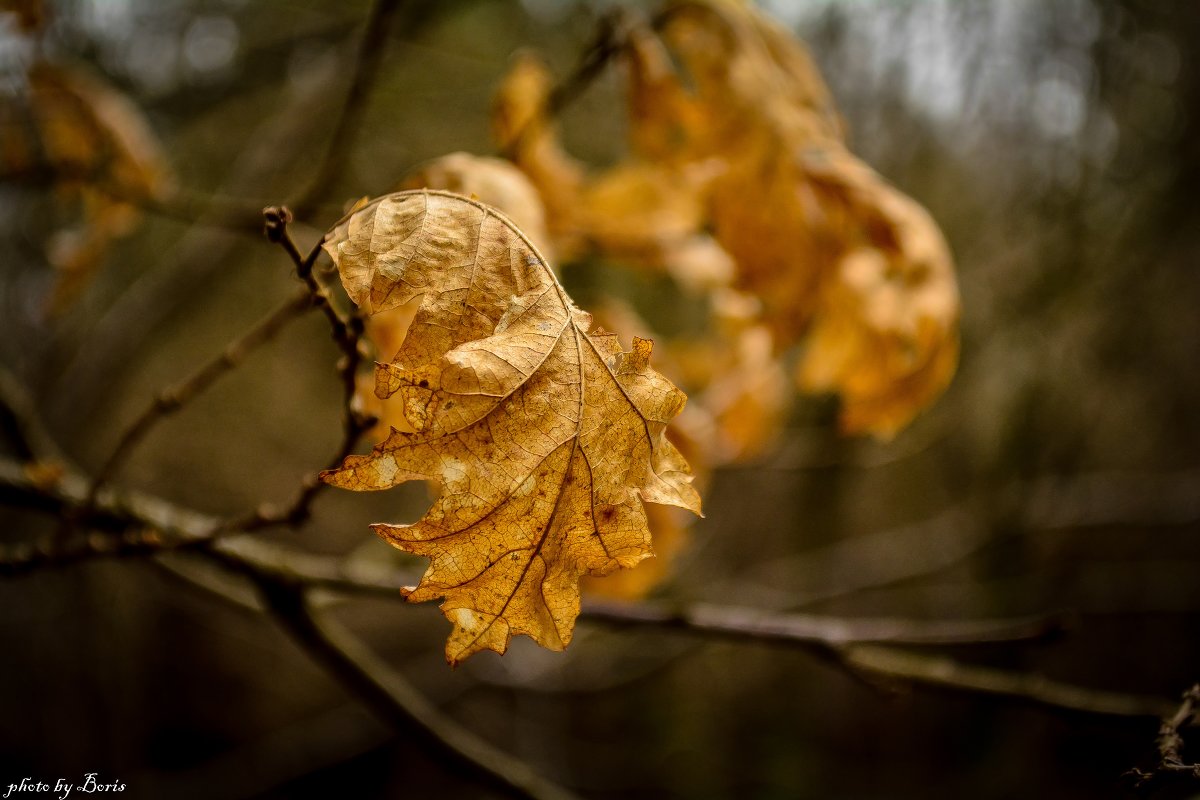 leaf - Борис Б