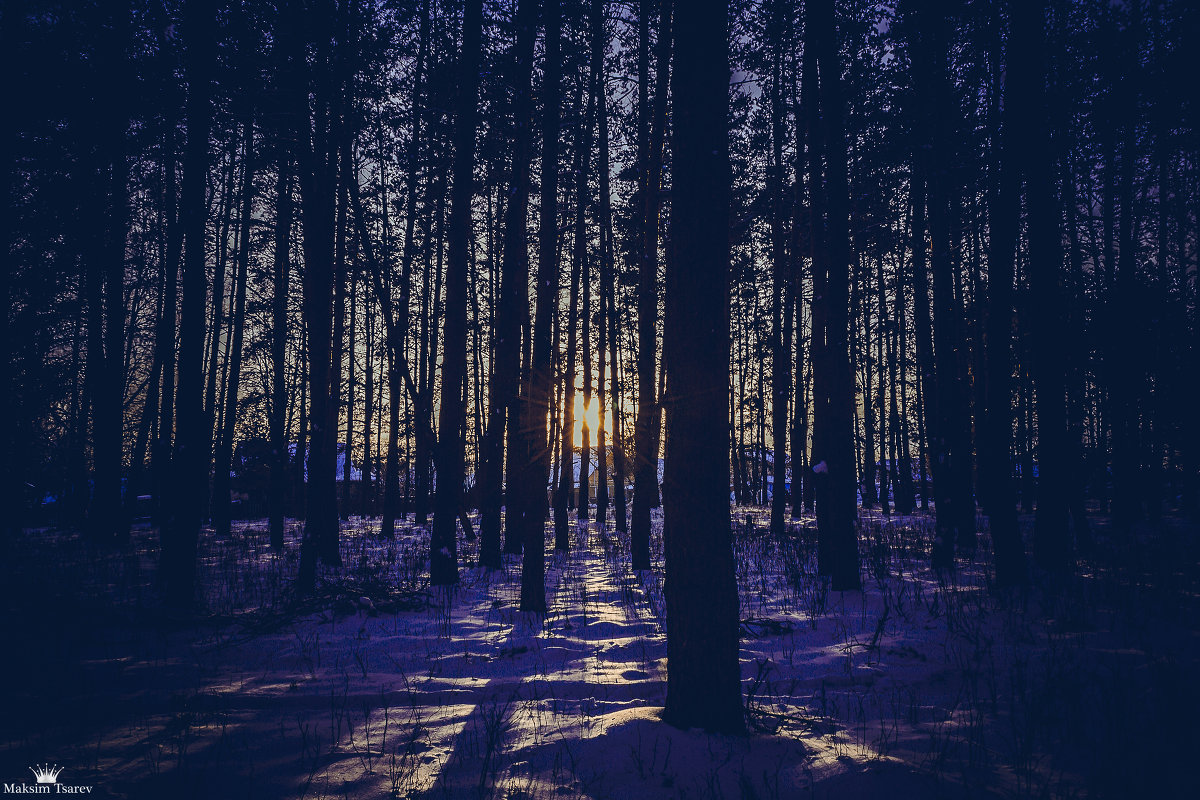 Зима лес - Максим Царев