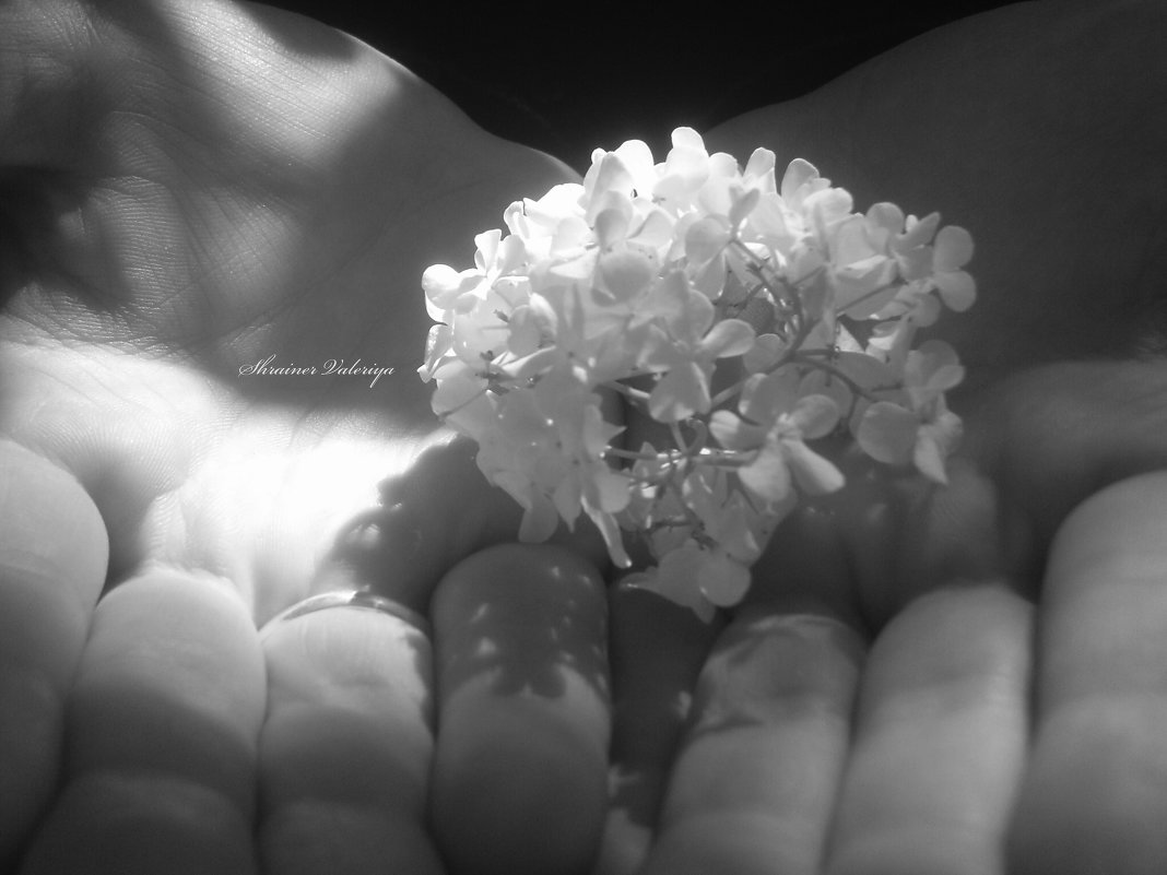 цветок на ладонях - Валерия 