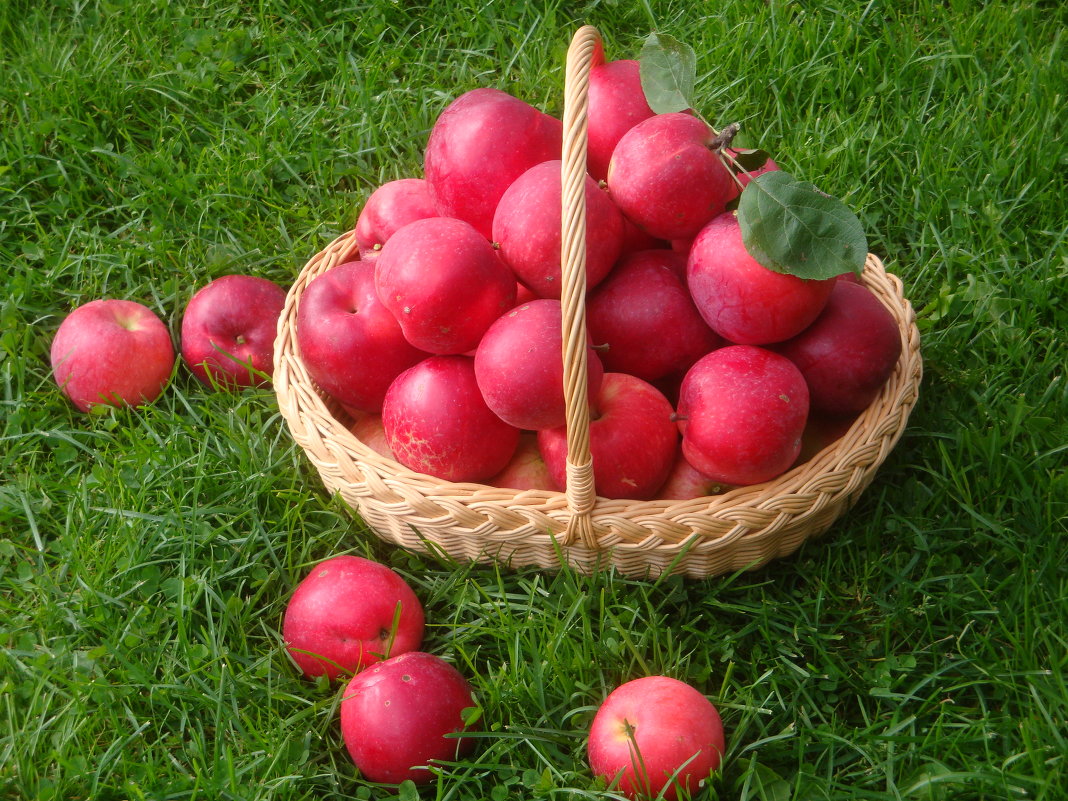 Корзина с яблоками - Mariya laimite