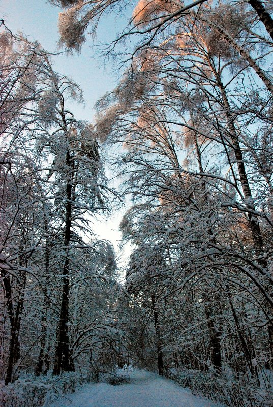 в парке после ледяного дождя - Елена Познокос