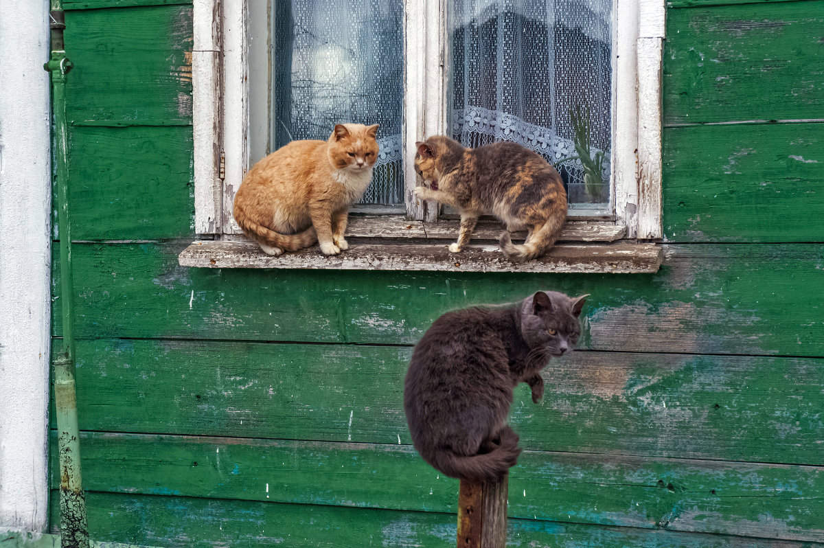 Три кота - Ольга Маркова