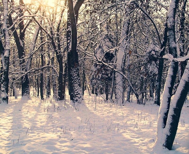 Среди заснеженных деревьев - Сергей Тарабара
