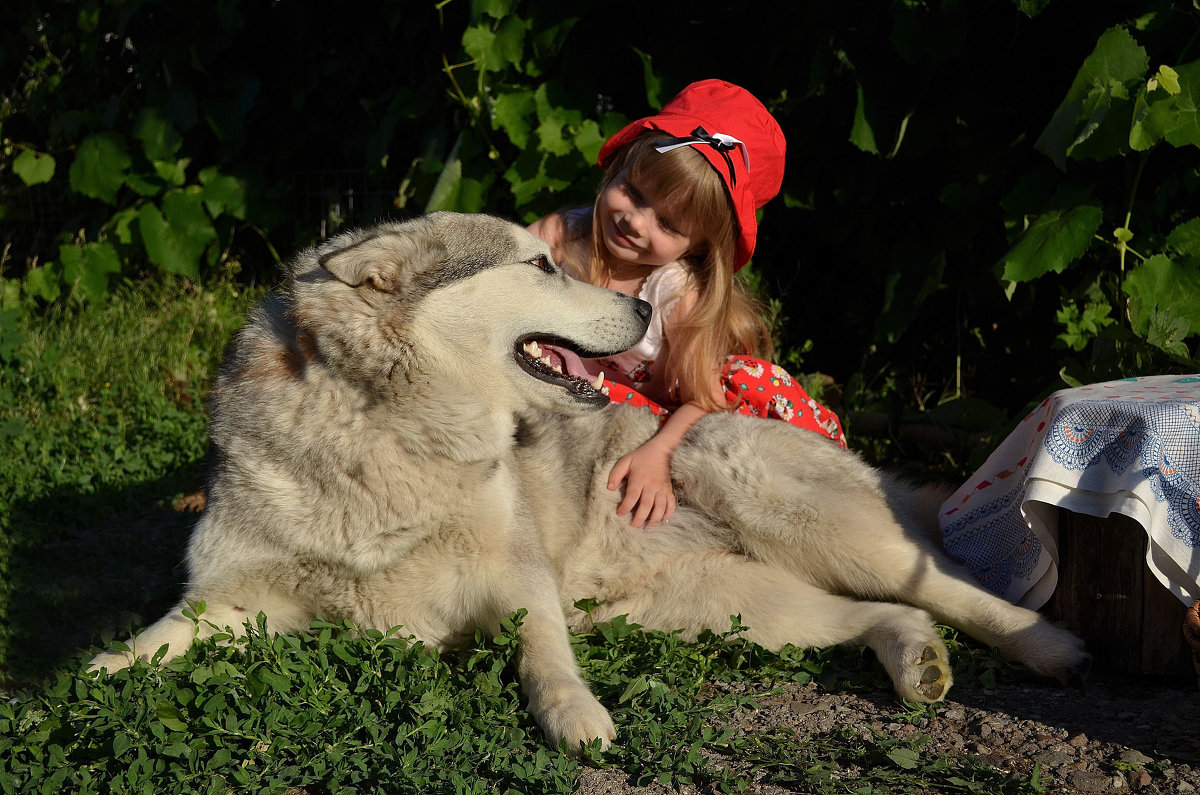 Красная шапочка и добрый серый волк - Катерина Терновая