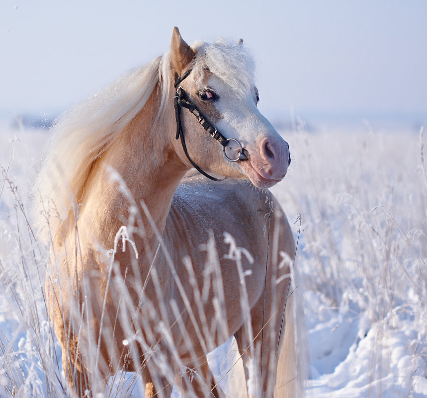 Розовый конь...)) - Сергей 