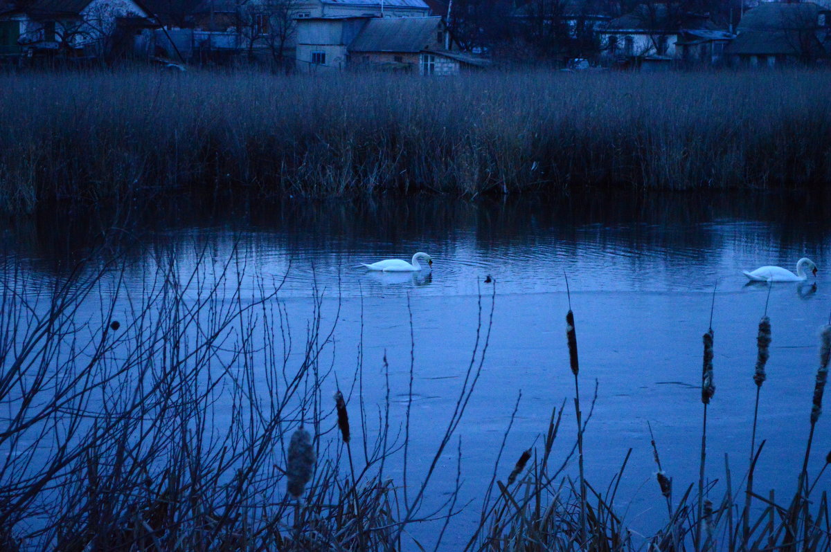 вечерняя река с лебедями - Михаил Bobikov