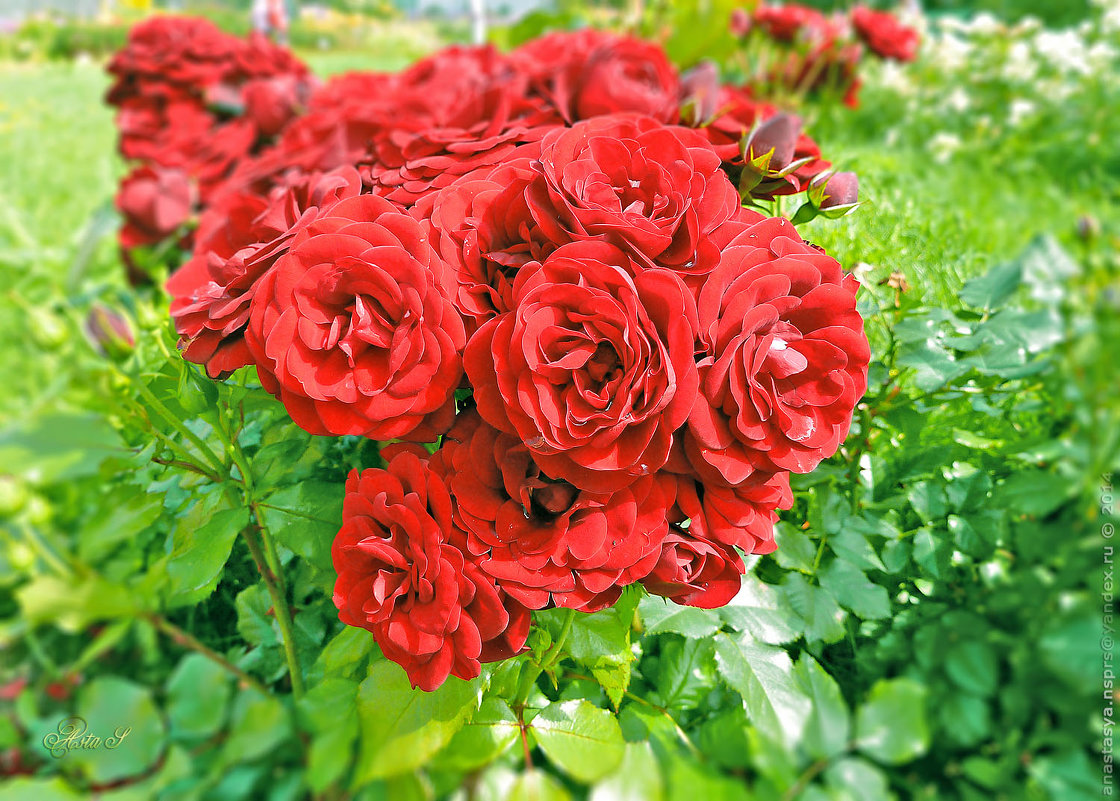 Красные розы - Анастасия Белякова