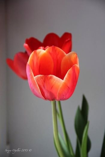 тюльпаны - Sergey Ogilko