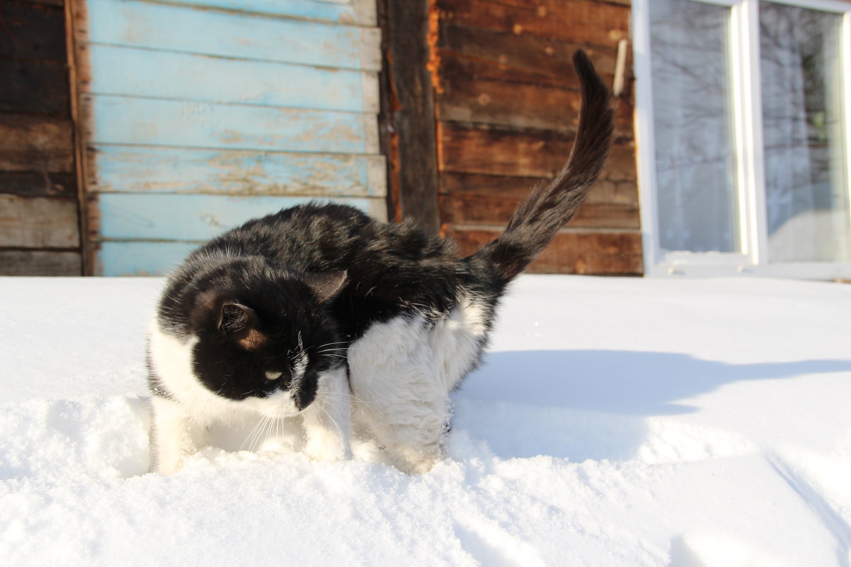 Кошка в снегу - Евгения Пестерева