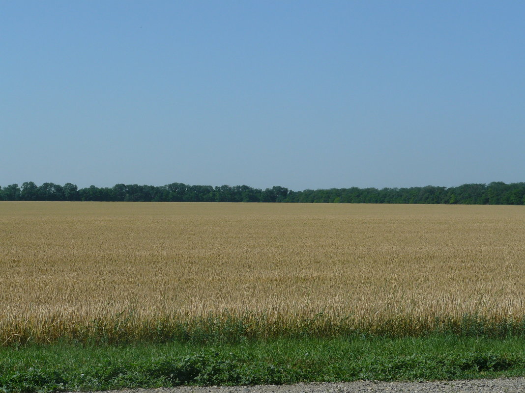 пшеничное поле - Владимир 