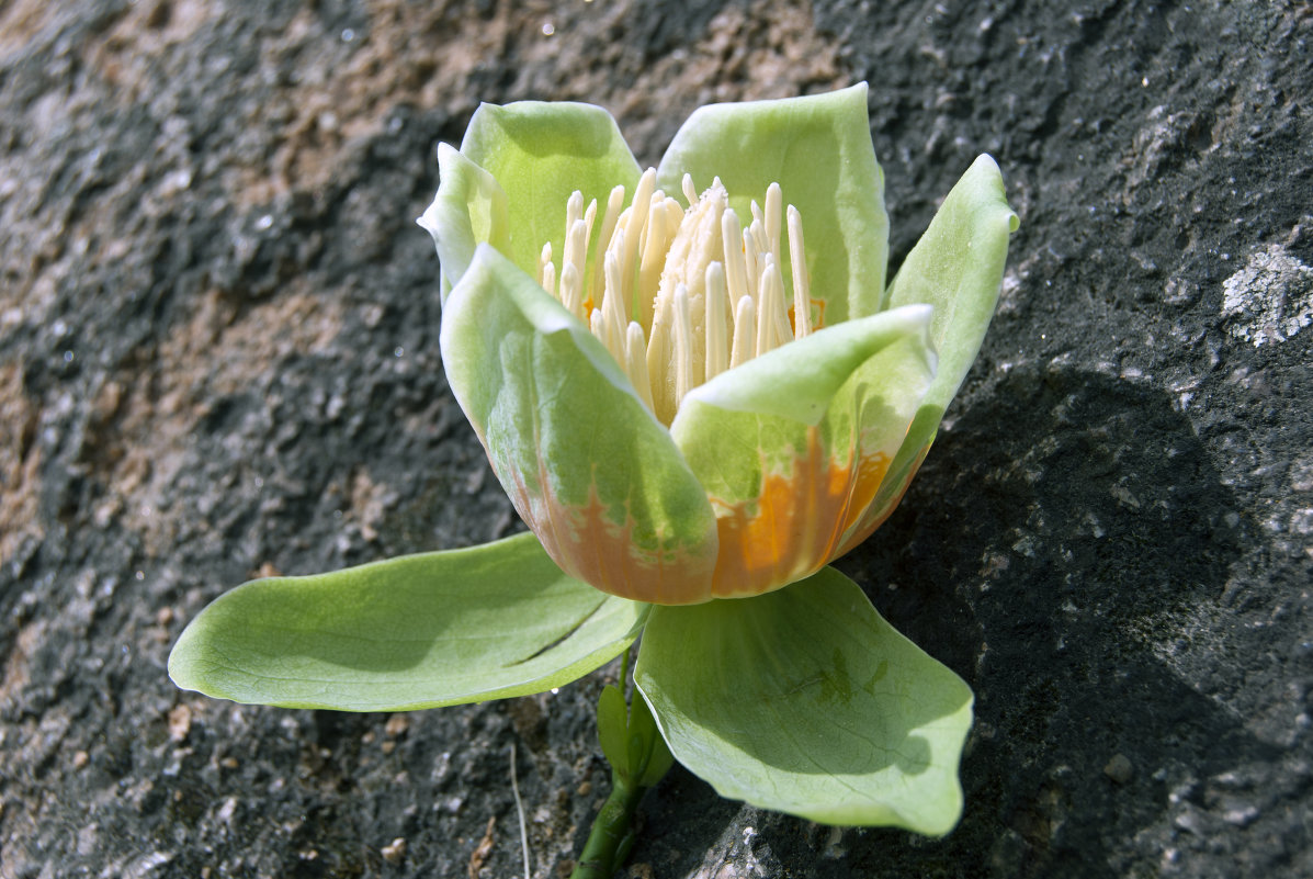 Плод тюльпанового дерева (Лириодендрон тюльпановый) - Андрей Махнык