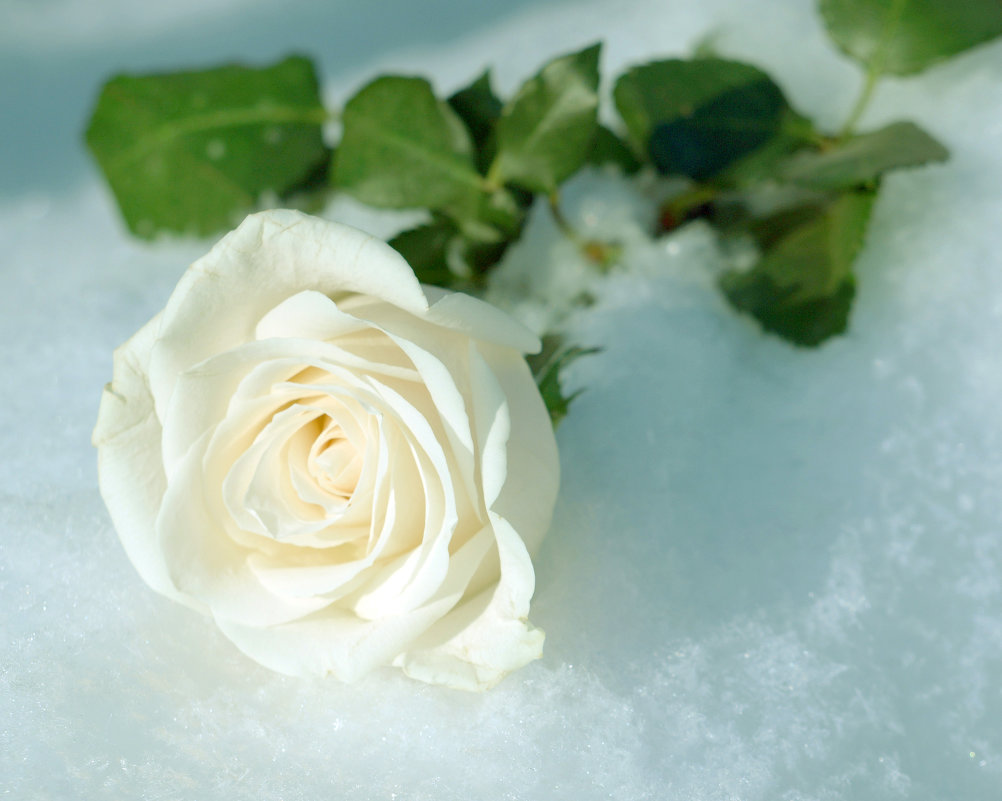 роза на снегу - юрий fff