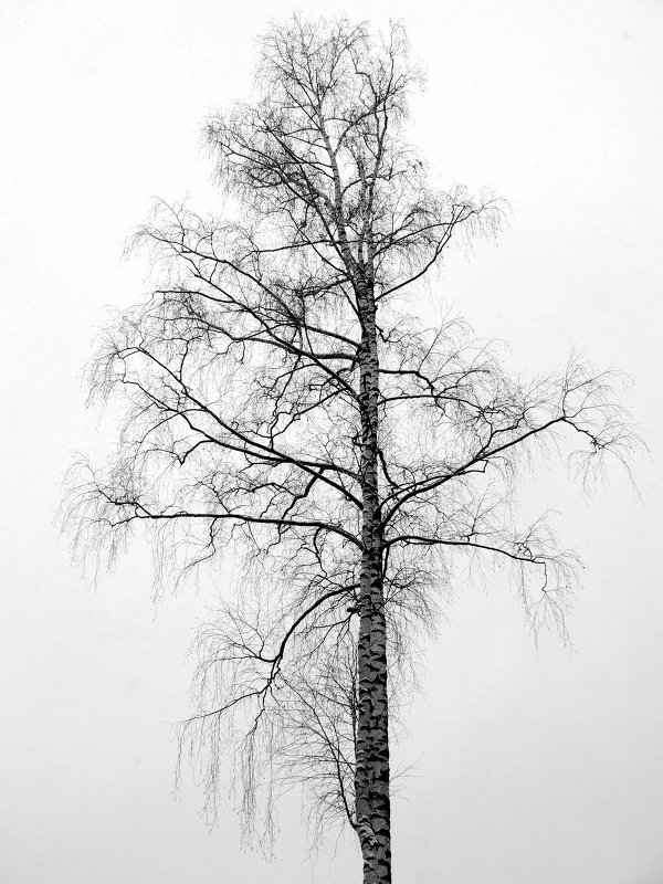 Дерево. - fototysa _