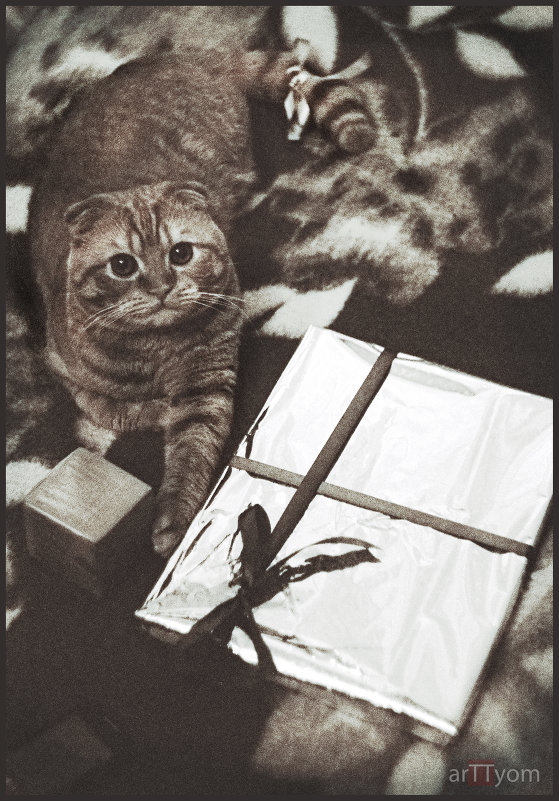 кот и подарок - Артём O.