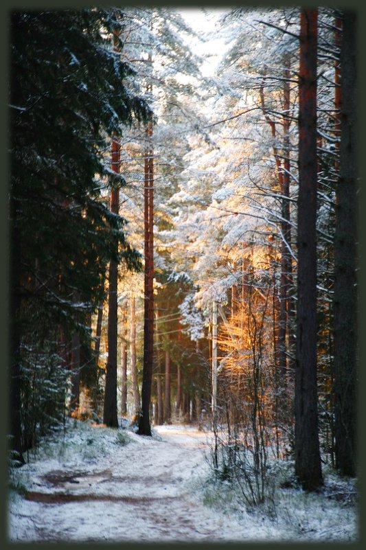 Зимний лес. - Валерий Стогов