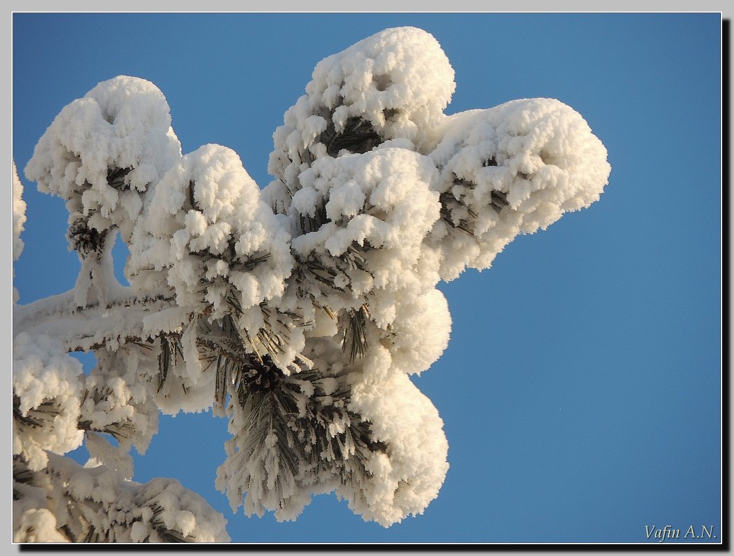 Деревья в снегу - Анатолий Вафин