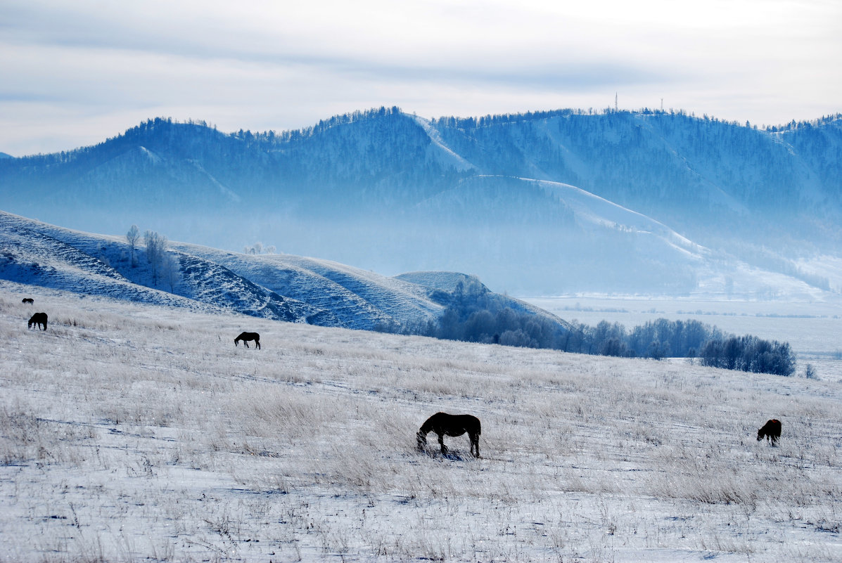 любимый пейзаж с лошадьми - Максим Ахпашев