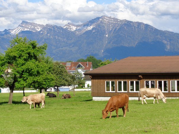 Швейцарские коровки - Екатерина Пирогова
