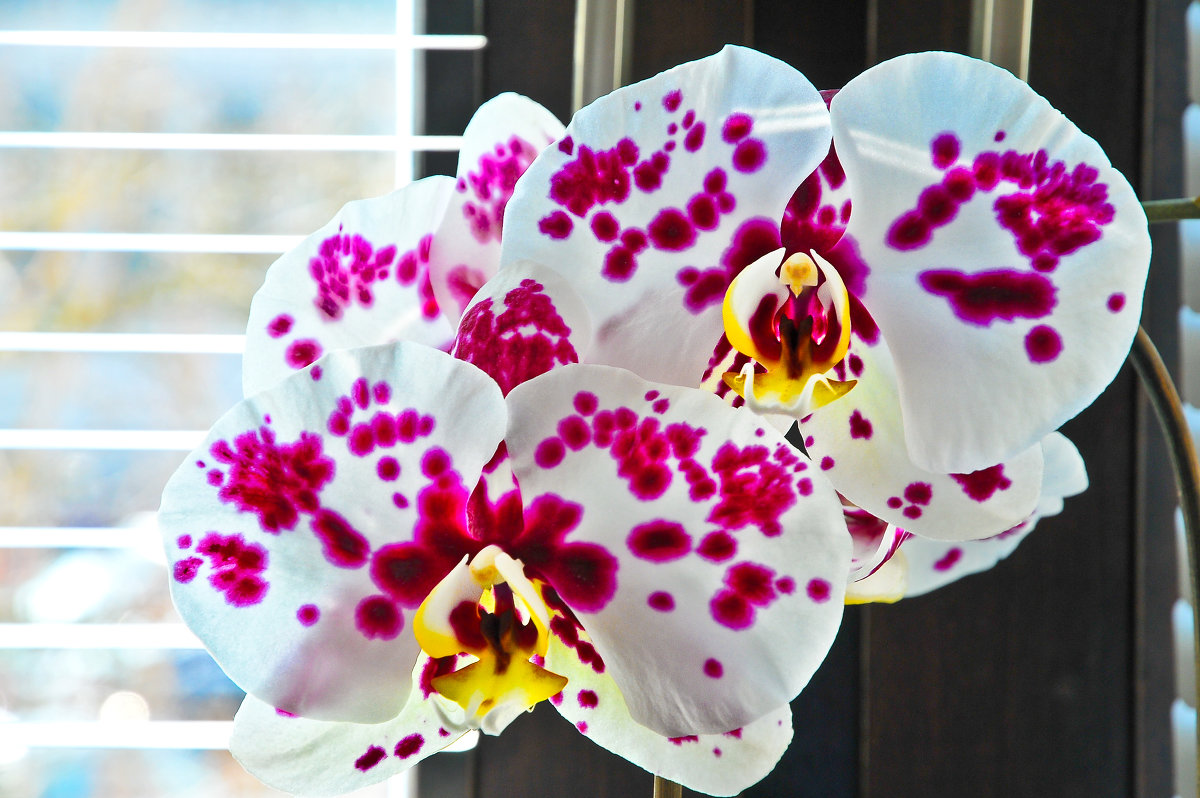 Orchidea - Alena Rybak