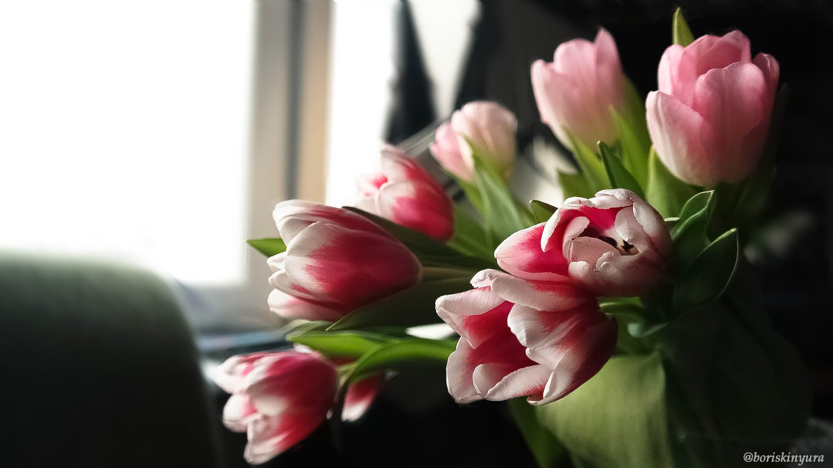 Tulips. - Yura Boriskin 