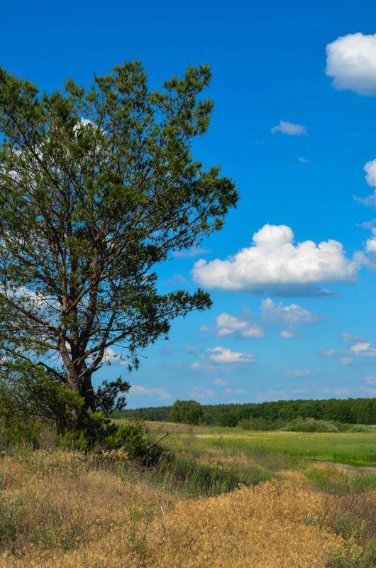 tree and clouds - Valentina Severinova