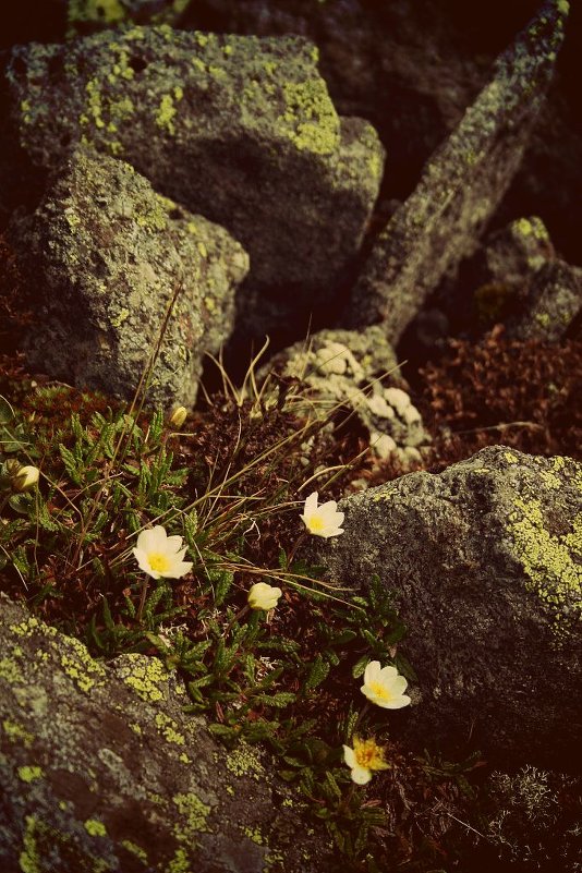 И около камней растут красивые цветы - ИРИШКА КАЗАКОВА