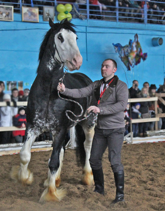 лошадь - Светлана З