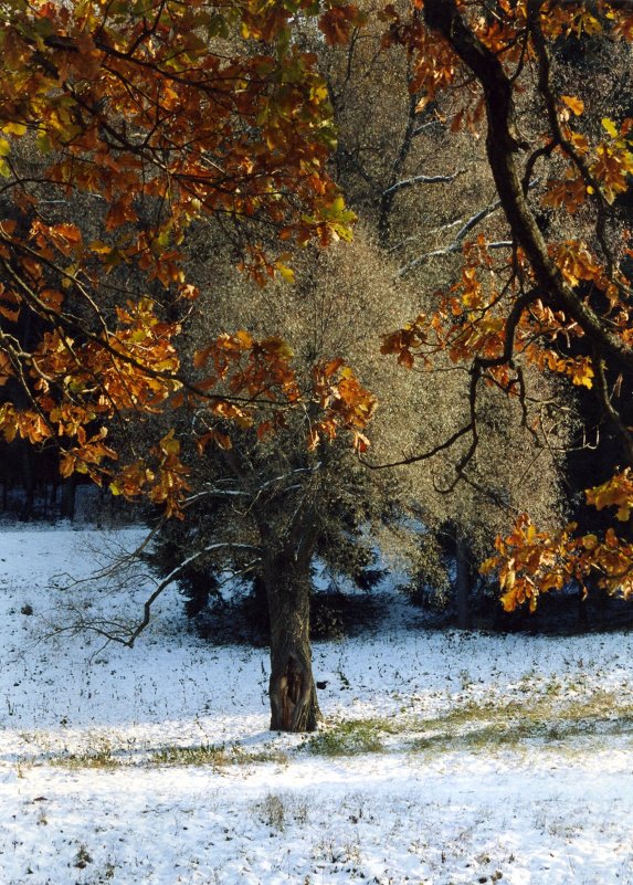 Первый снег в Павловске - anna borisova 