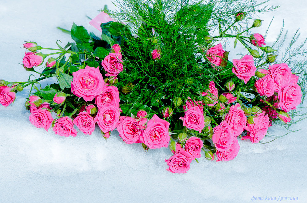 Розы на снегу)) - Anna Dyatchina