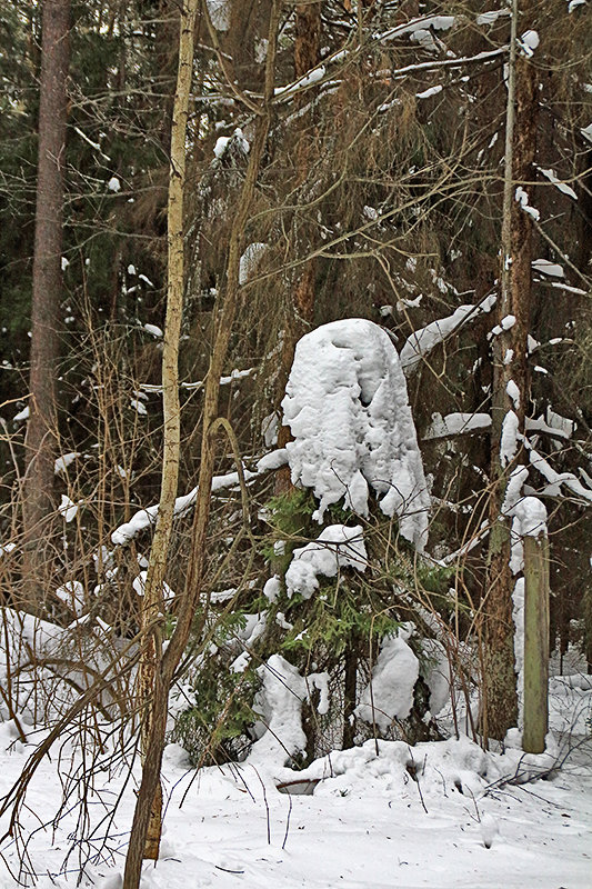 Снежные скульптуры людей в лесу. - Валерий. Талбутдинов.