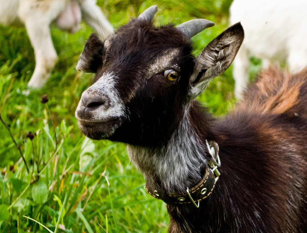 Small goat - Janine Chereveria