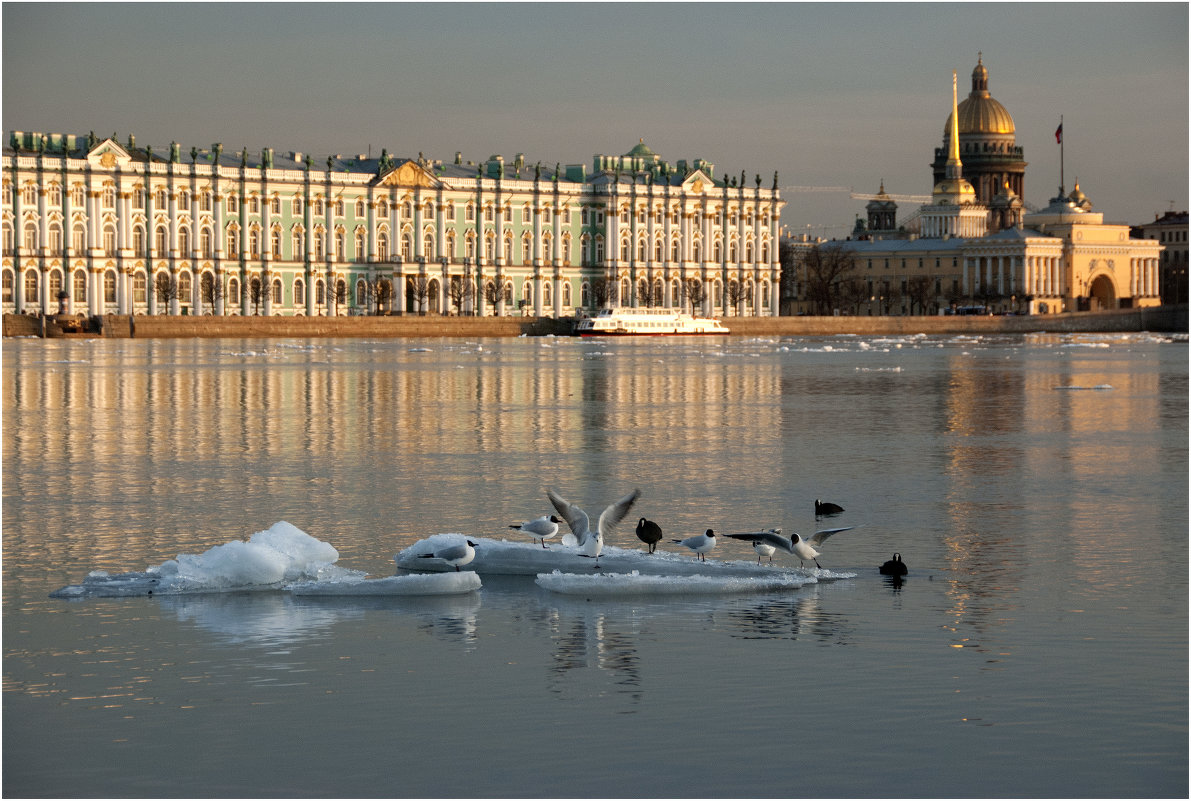 Чайки на Неве *** Gulls on the Neva - Александр Борисов