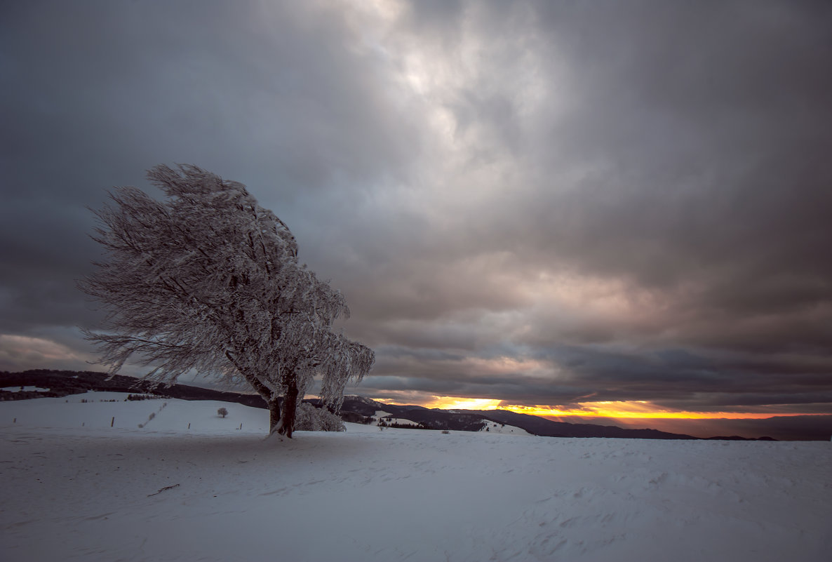 schauinsland - Alexej 