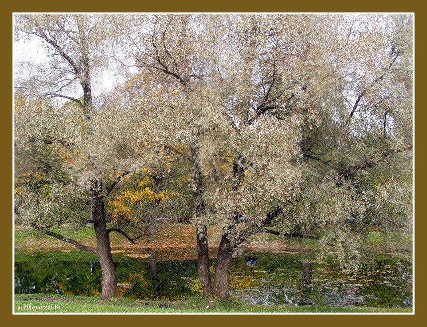 Осень в Пушкине - vadim 