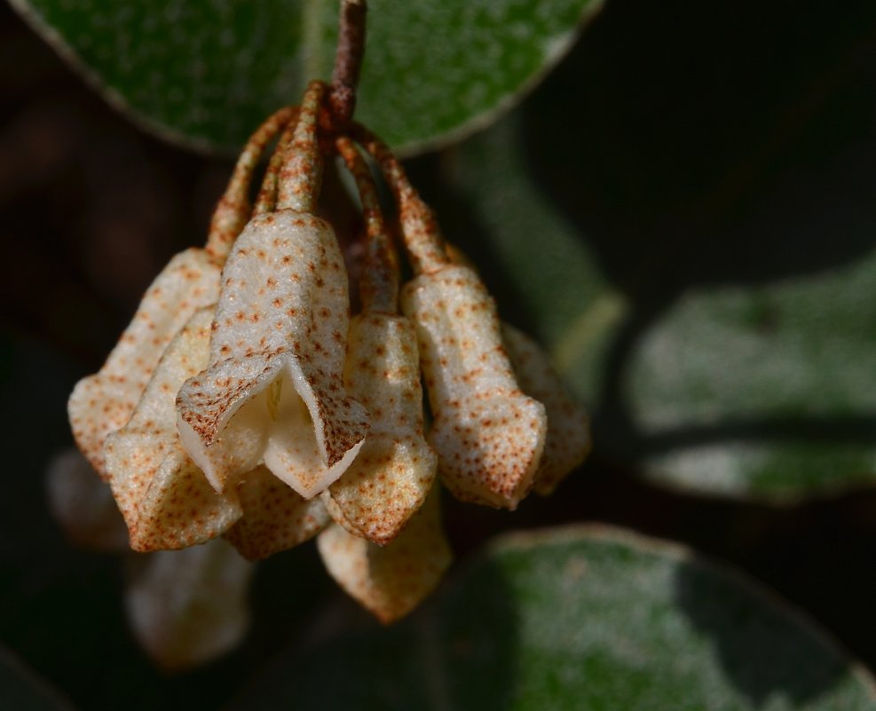 30.11.12 Лох колючий (лат. Elaeagnus pungens), цветение - Борис Ржевский