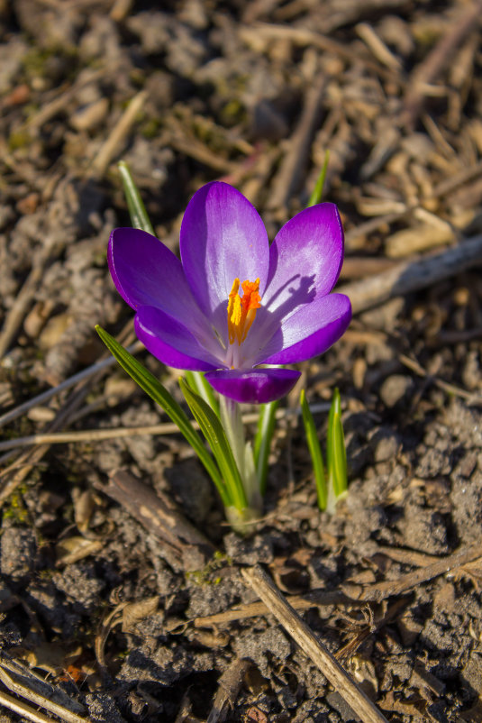 Весенний цветок - Екатерина Калашникова