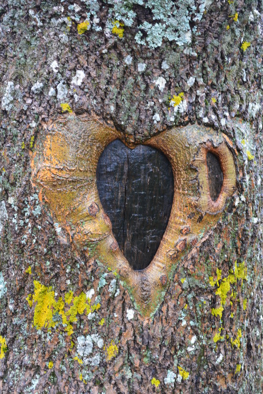 Сердце дерева - Михаил Ананьев