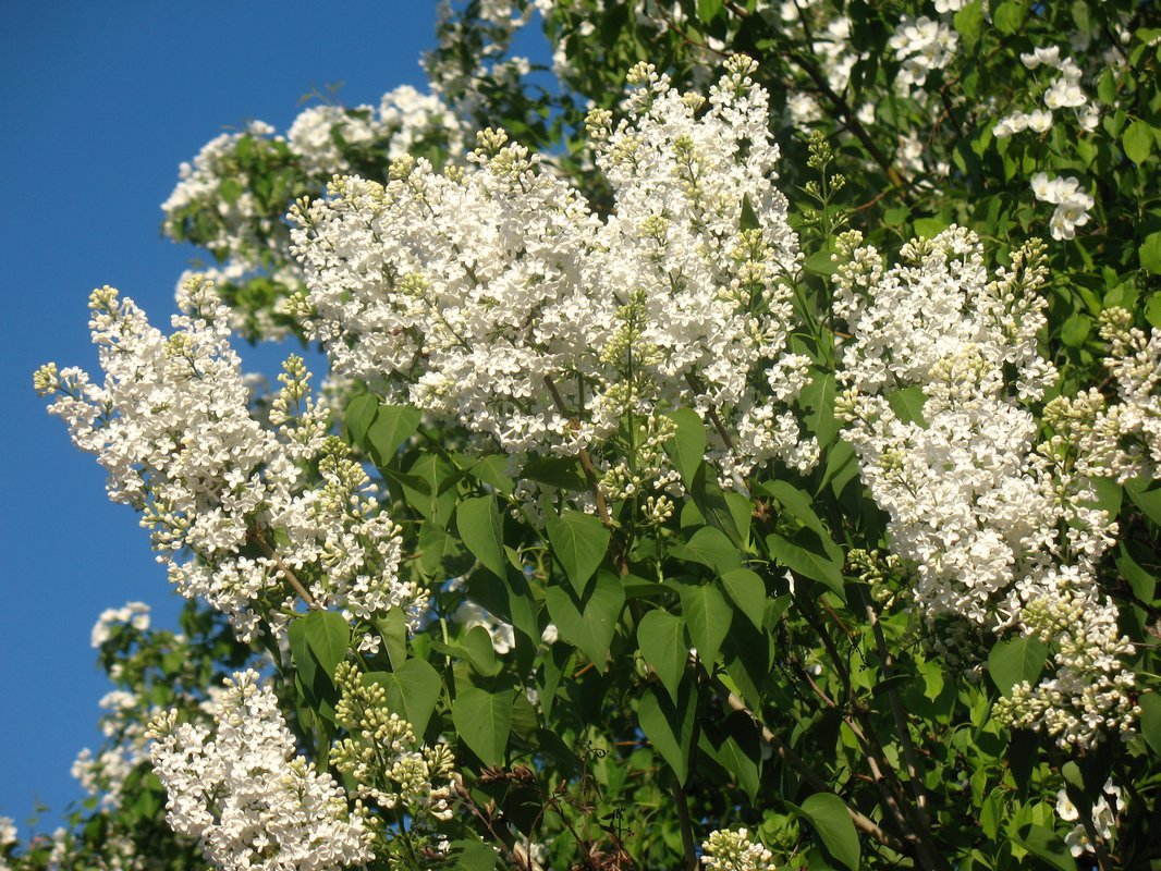 Белая сирень - Елена Лапина