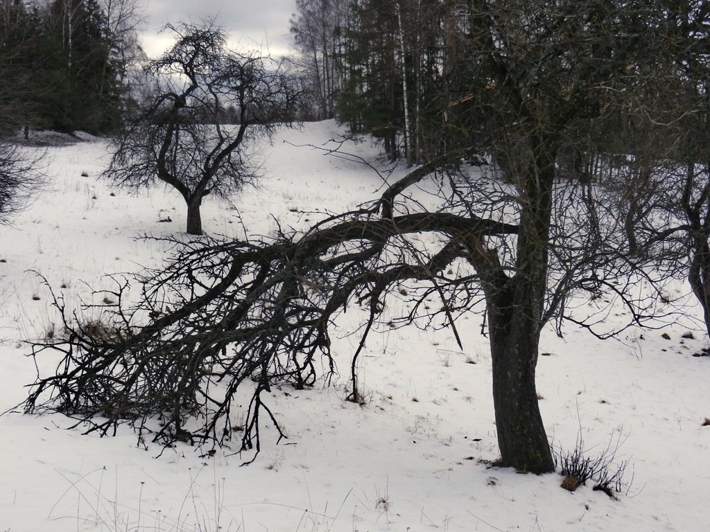 19 марта, старый сад - Юрий Бондер