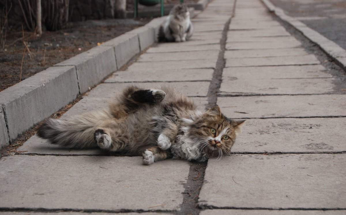 кот - Болсунбек Таалайбек уулу