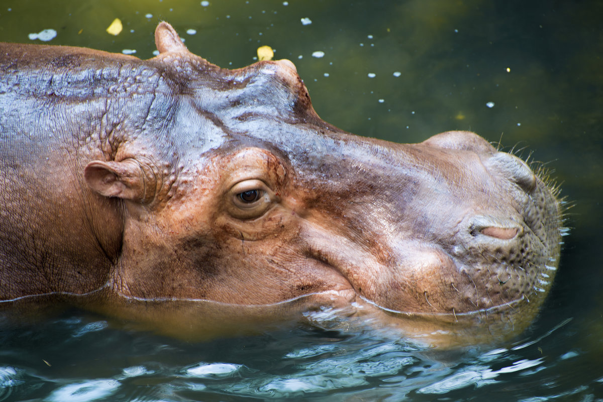 Khao Kheow Zoo - AnnJie Barc