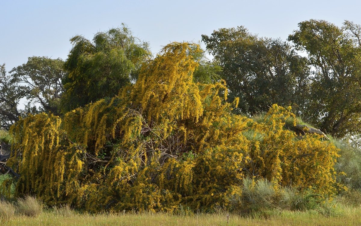 20.03.14 Акация иволистная (acacia saligna) на пустыре у южного въезда в Ашдод - Борис Ржевский