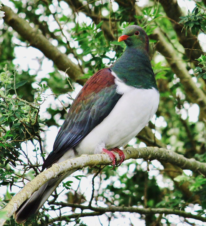 Kereru-большой Новозеландский голубь - Светлана Шакирзянова