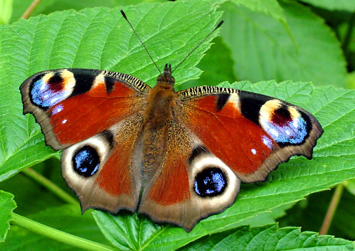 Бабочка Дневной павлиний глаз (Nimphalis io L.) - Генрих Сидоренко