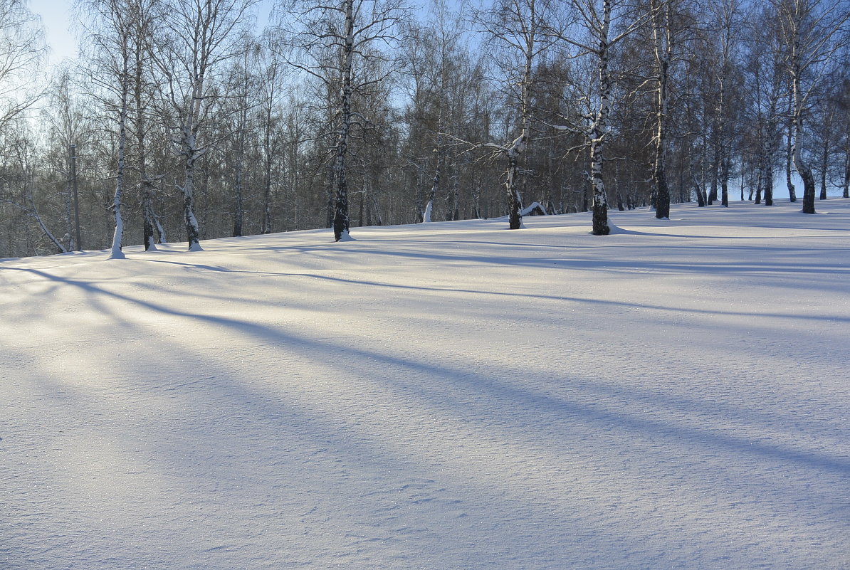 Зимний лес - Александра Губина