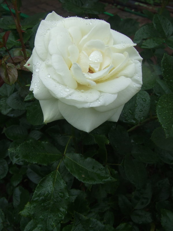 Белая роза - Anton Сараев