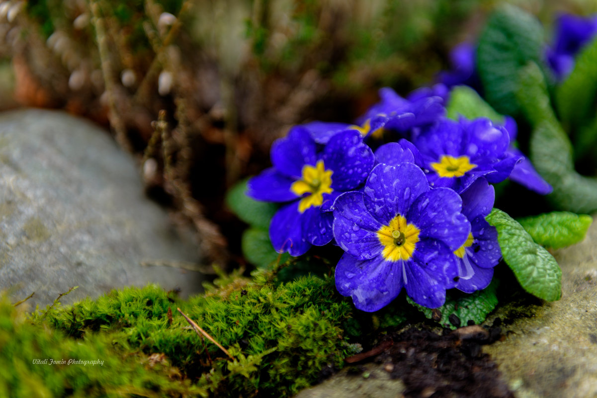 Синие цветочки - Фомин Виталий