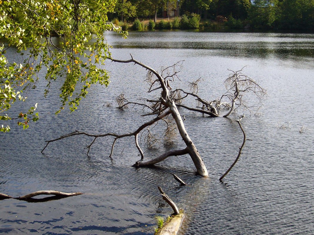 . - Александра Шистерова